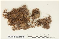 藏品(曲柄苔屬)的圖片